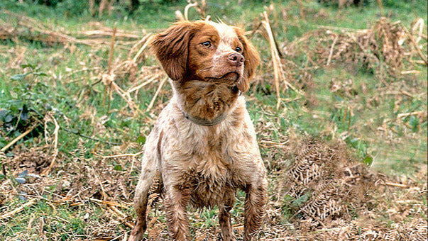 L'essentiel du dressage d'un chien de chasse