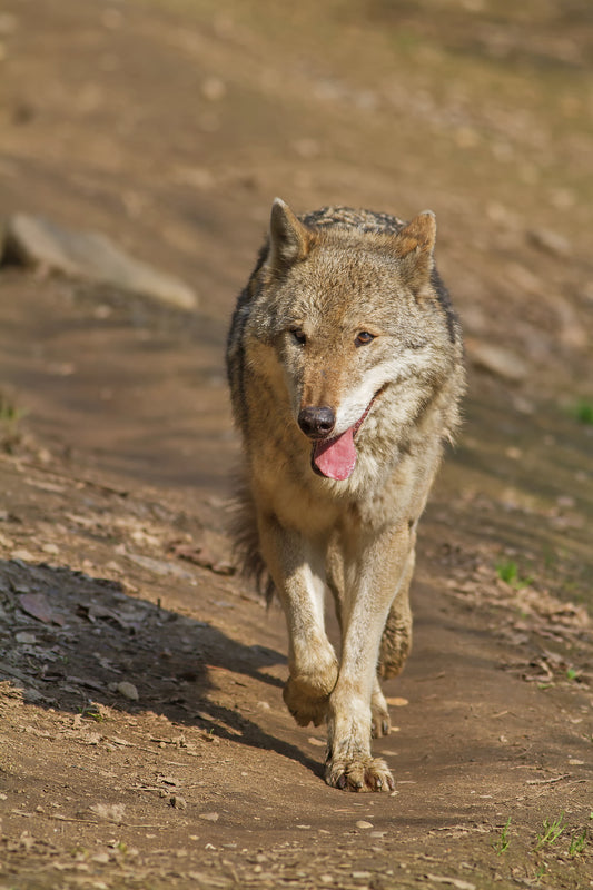 Régulation du loup