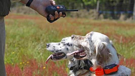 Collier_électronique