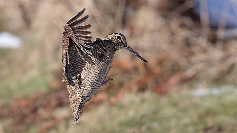 Mieux chasser la bécasse