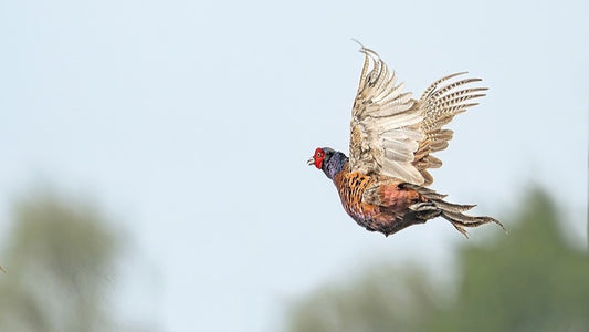 L'art du tir de haut vol