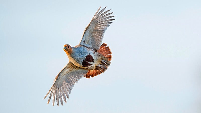 Mieux tirer les petits gibiers